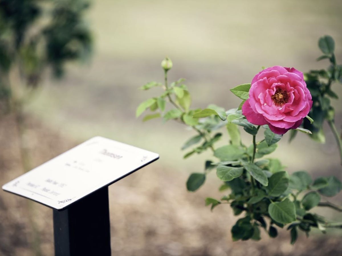 Plaque with pink rose bush in memory of early soldier settlers.
