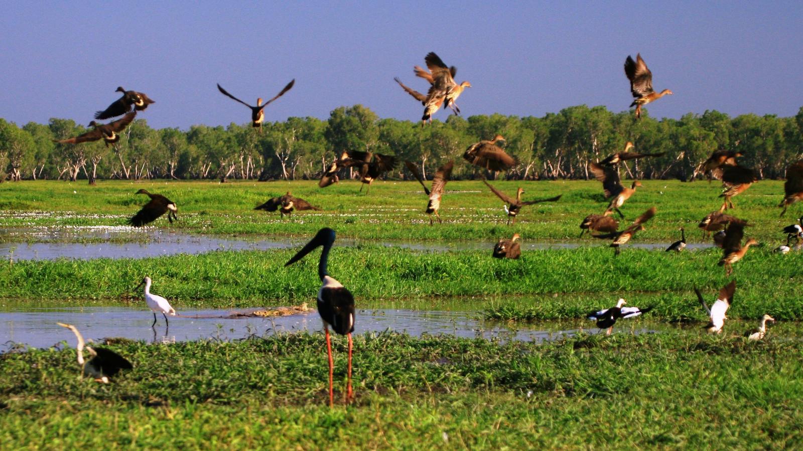 Scenic Wetlands