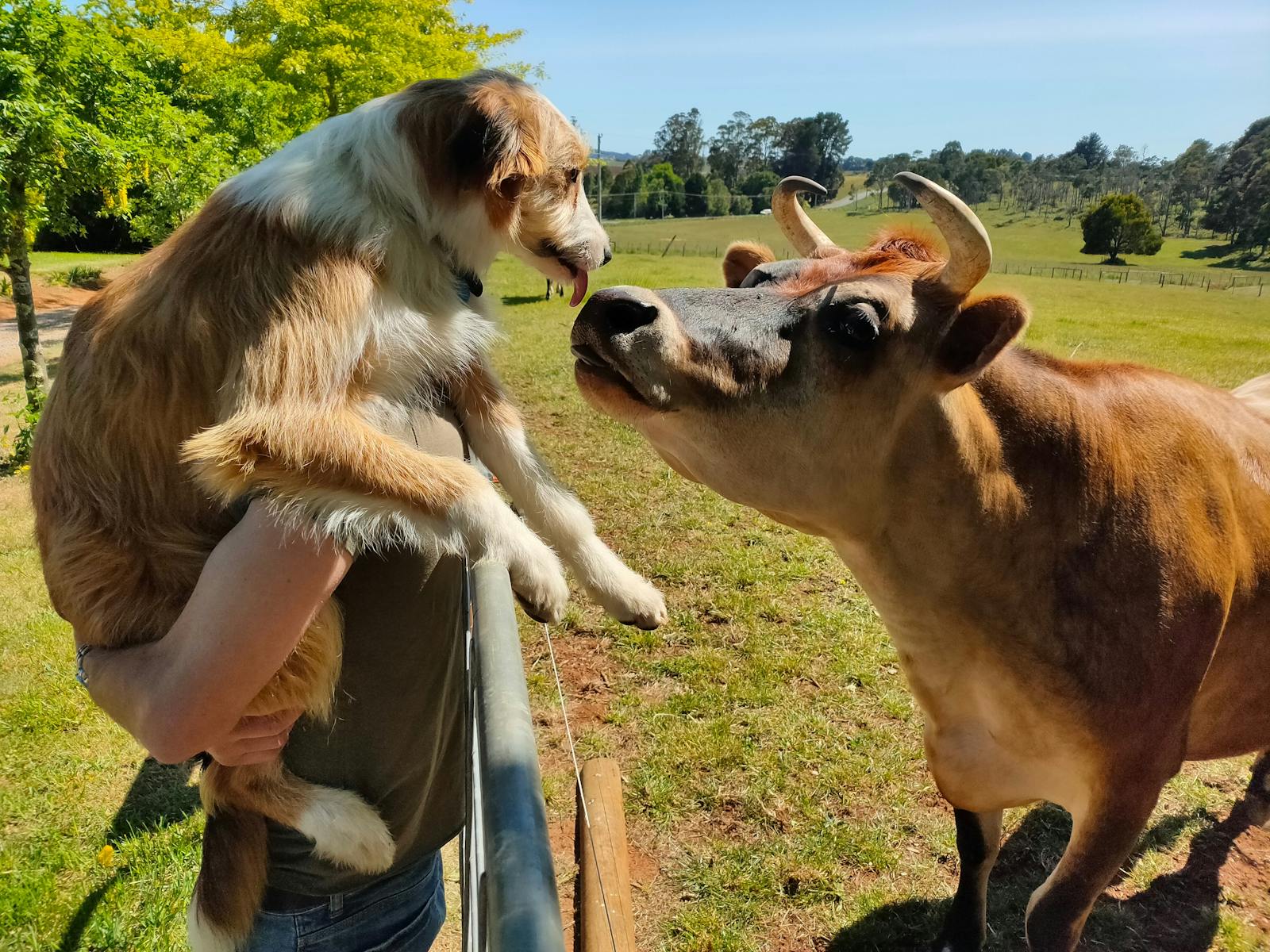Some of our farm animals, Cody the truffle dog and Berta the Jersey cow