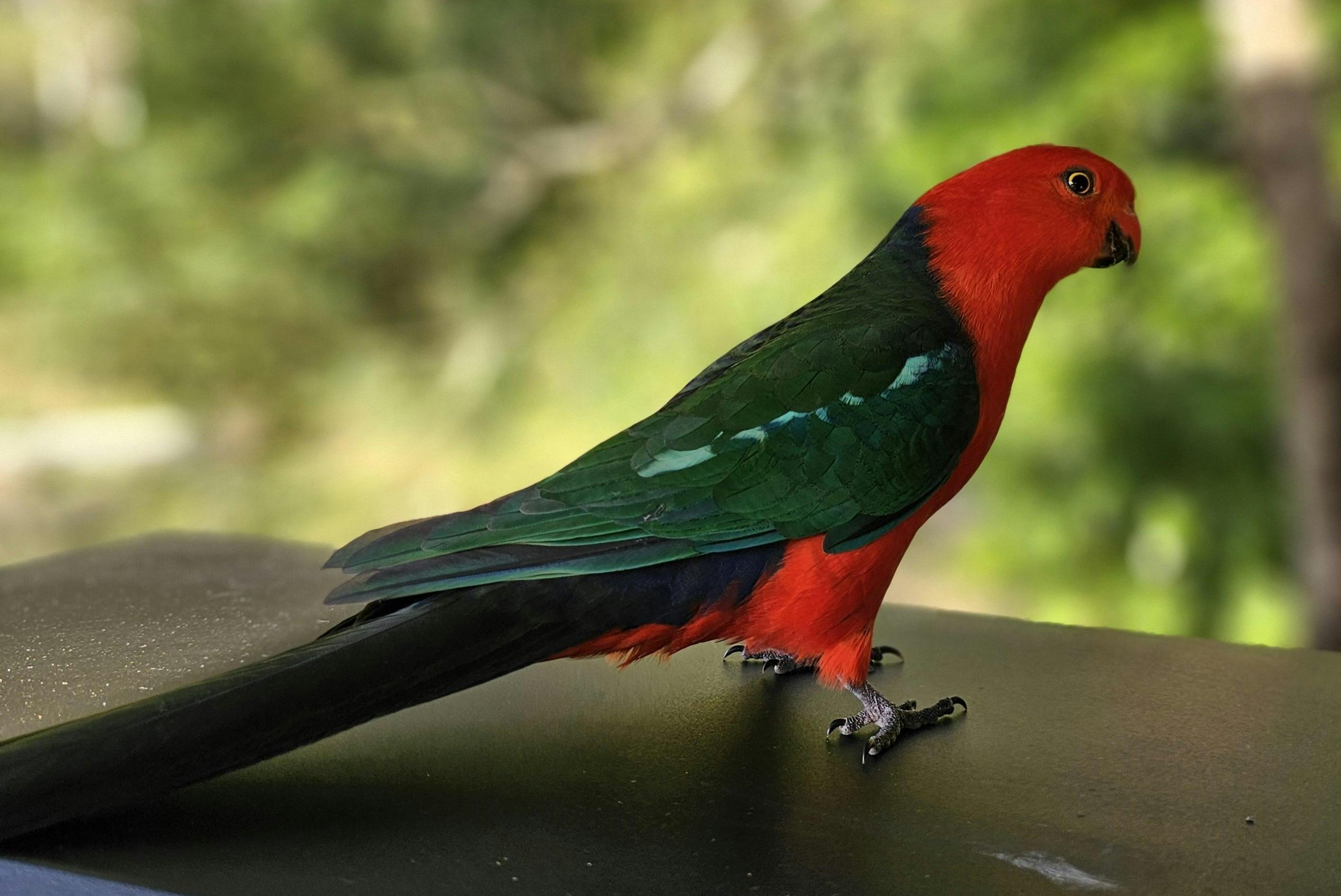 King parrot