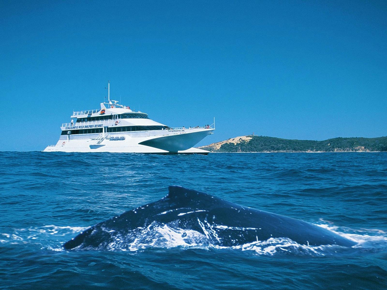 Whale Watching Cruise