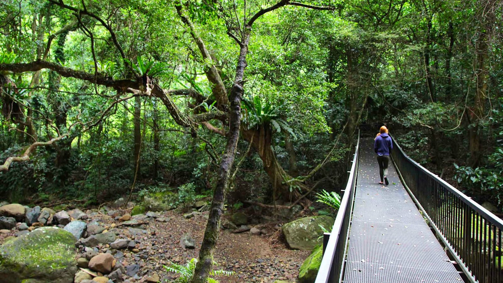 Rainforest Loop Walk, Budderoo National Park