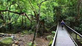 Rainforest Loop Walk, Budderoo National Park