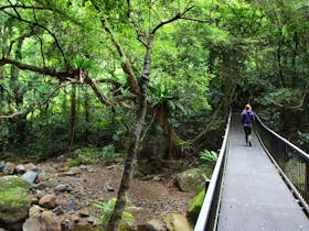 Rainforest Loop Walk, Budderoo National Park