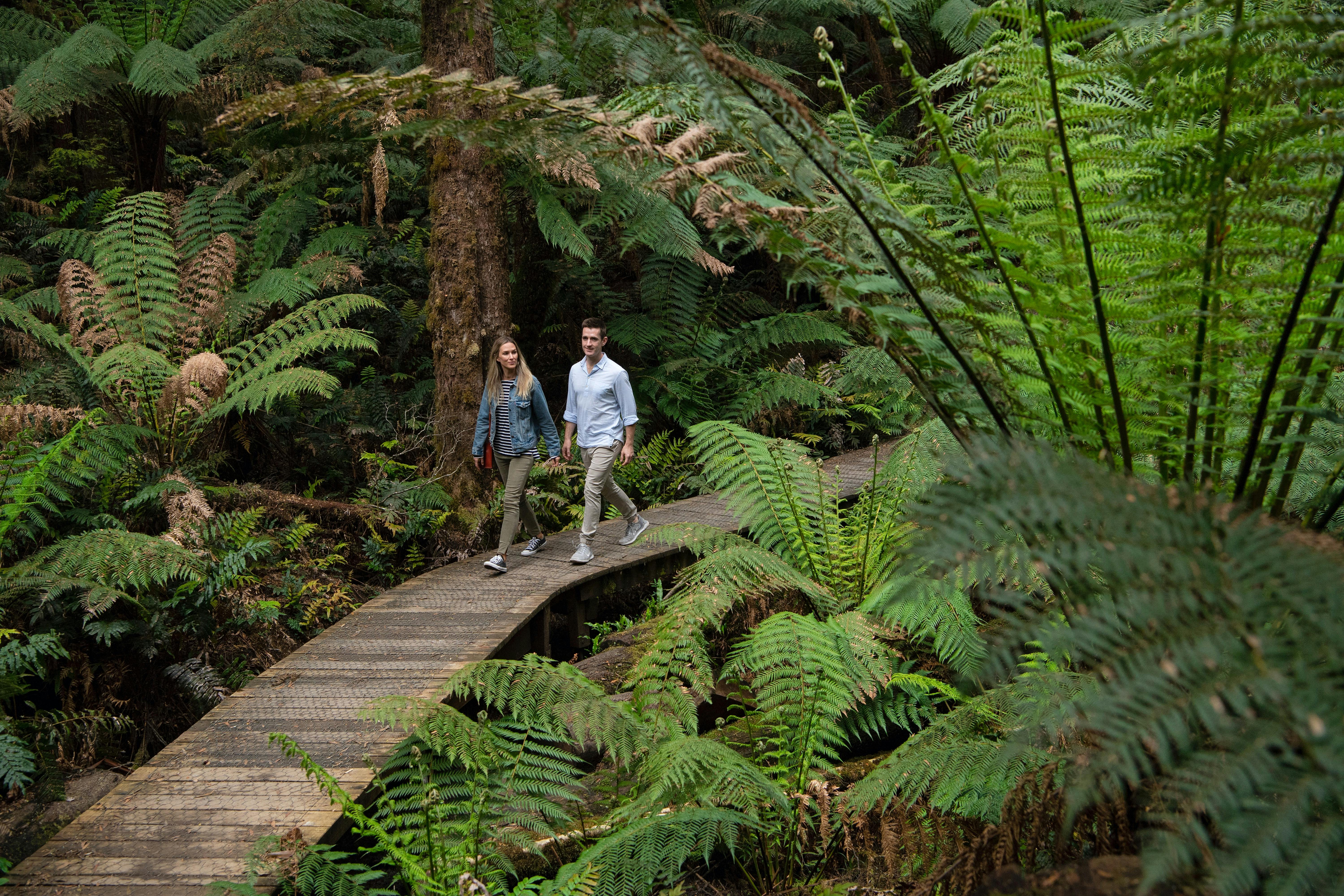 We will take you on a guided rainforest walk
