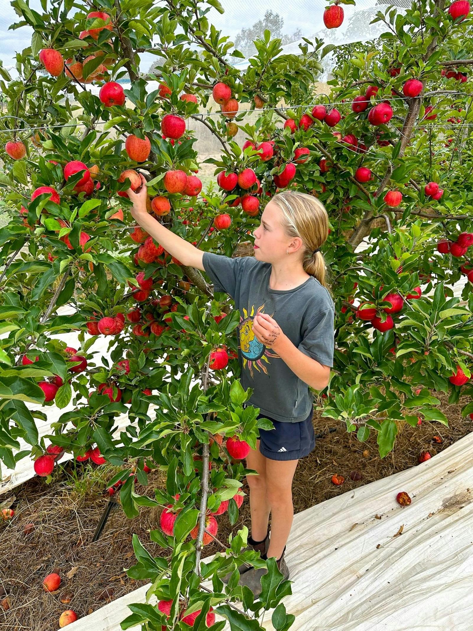 A child picking juicy red apples from a tree