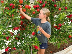 A child picking juicy red apples from a tree