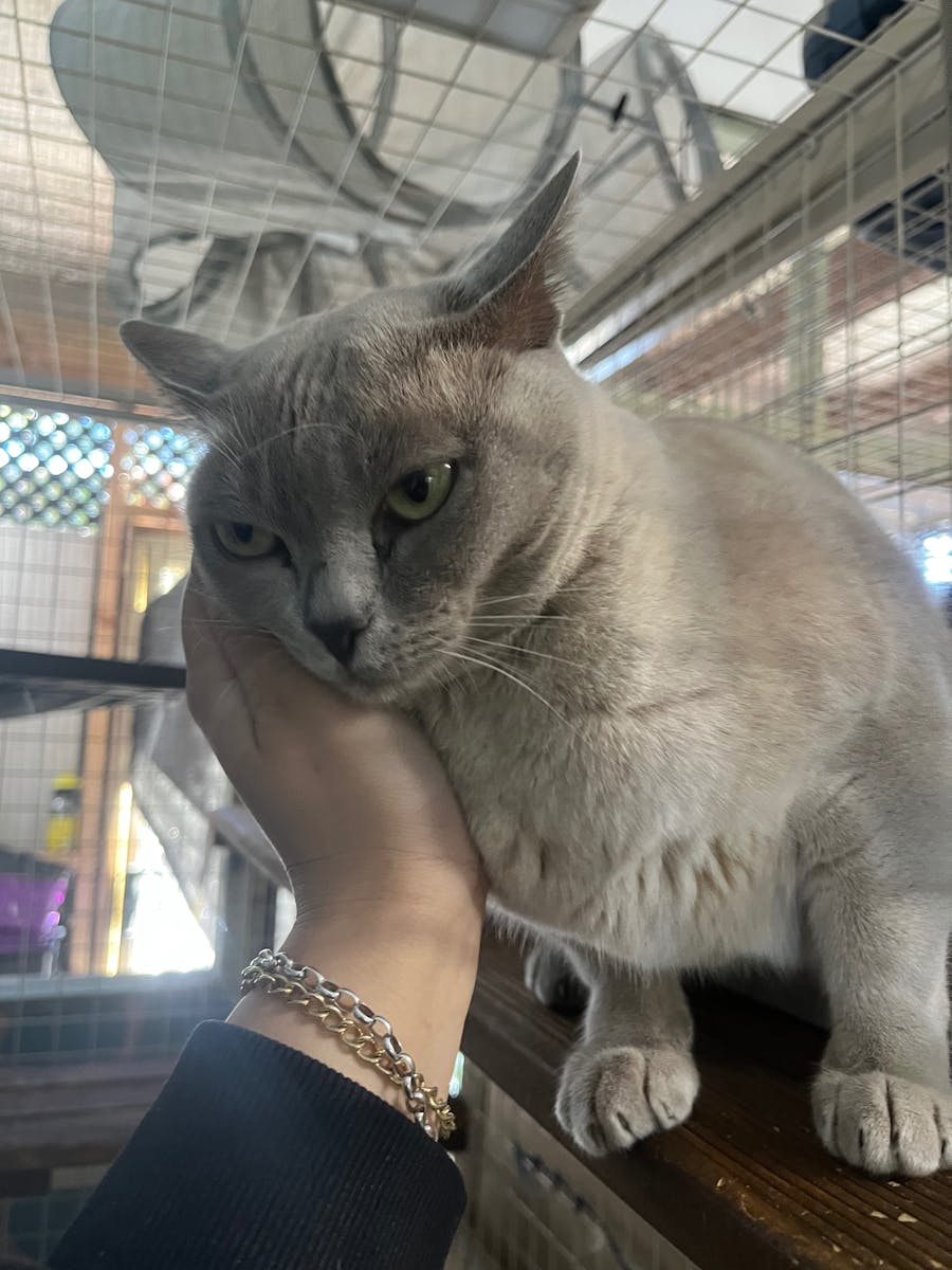 Cat being patted