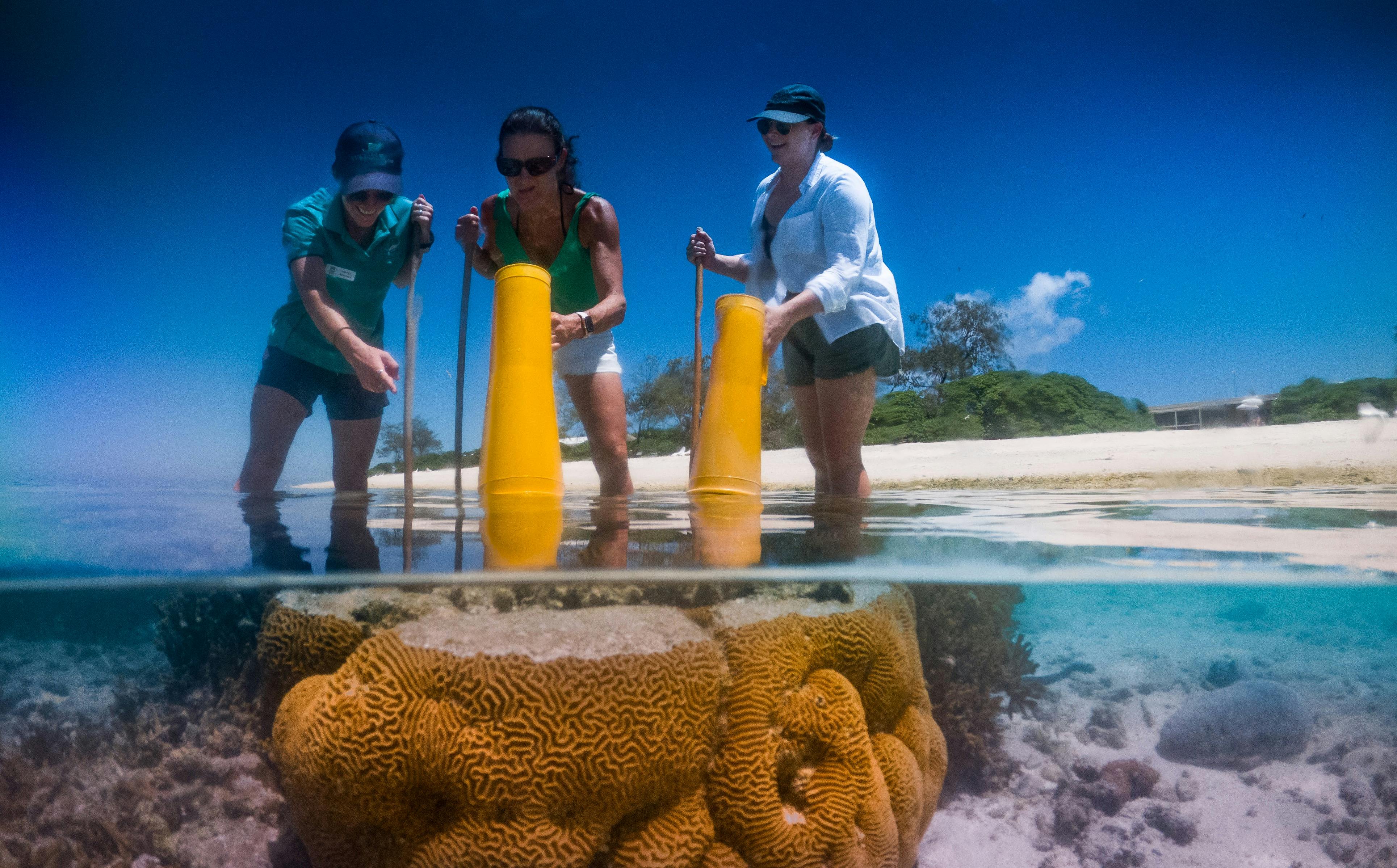 Reef Walking Lady Elliot Style