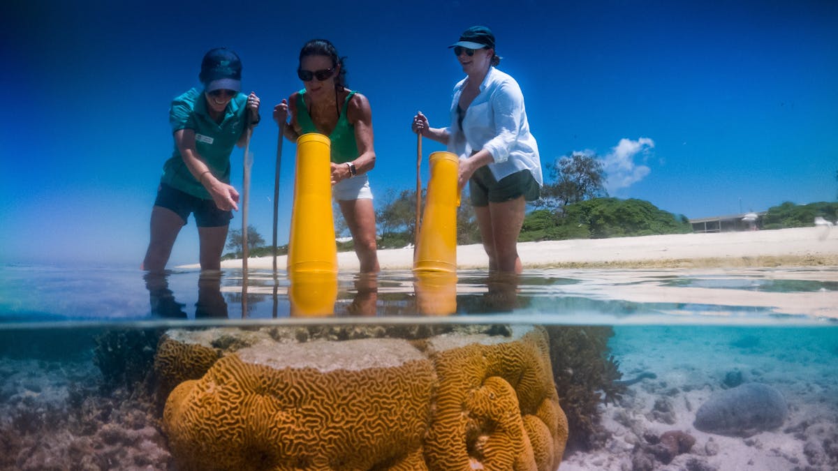 Reef Walking Lady Elliot Style