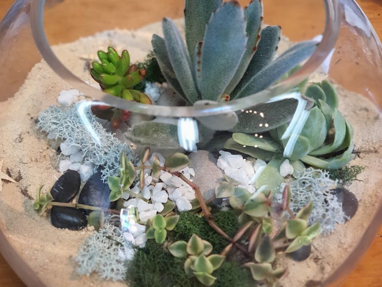 sydney, terrarium, fun, workshop, succulents