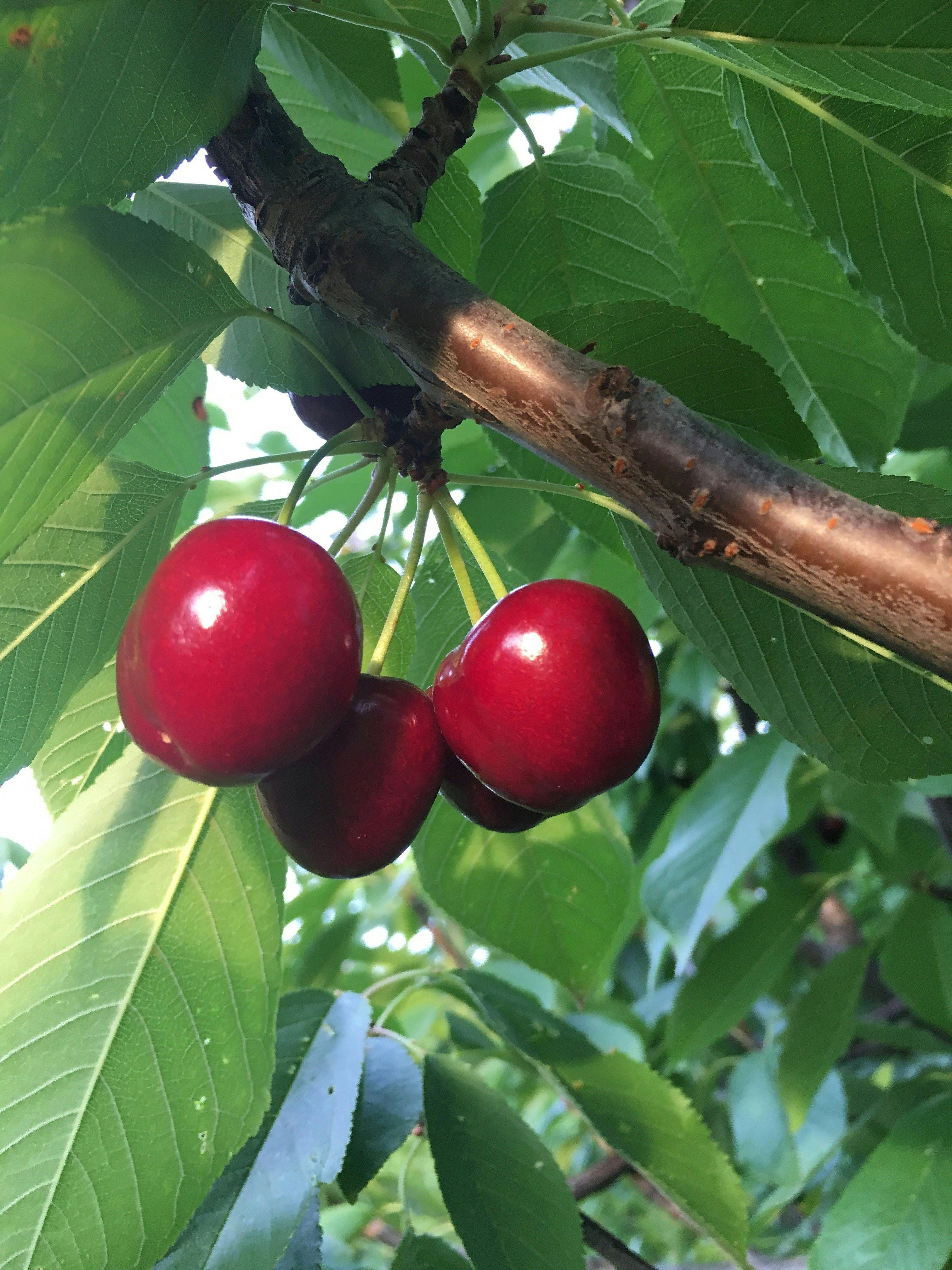 チェリーの品質、味、風味がすべてです