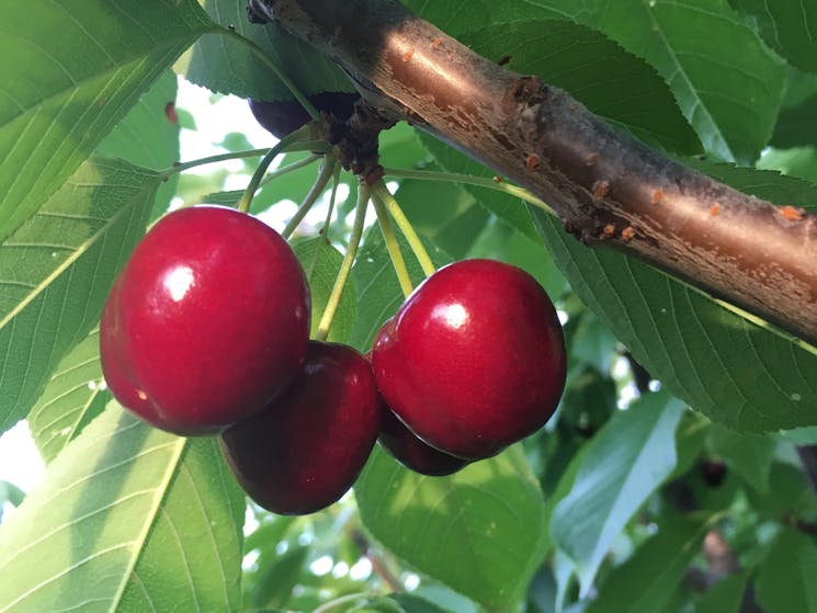 It's all about cherry quality, taste and flavour