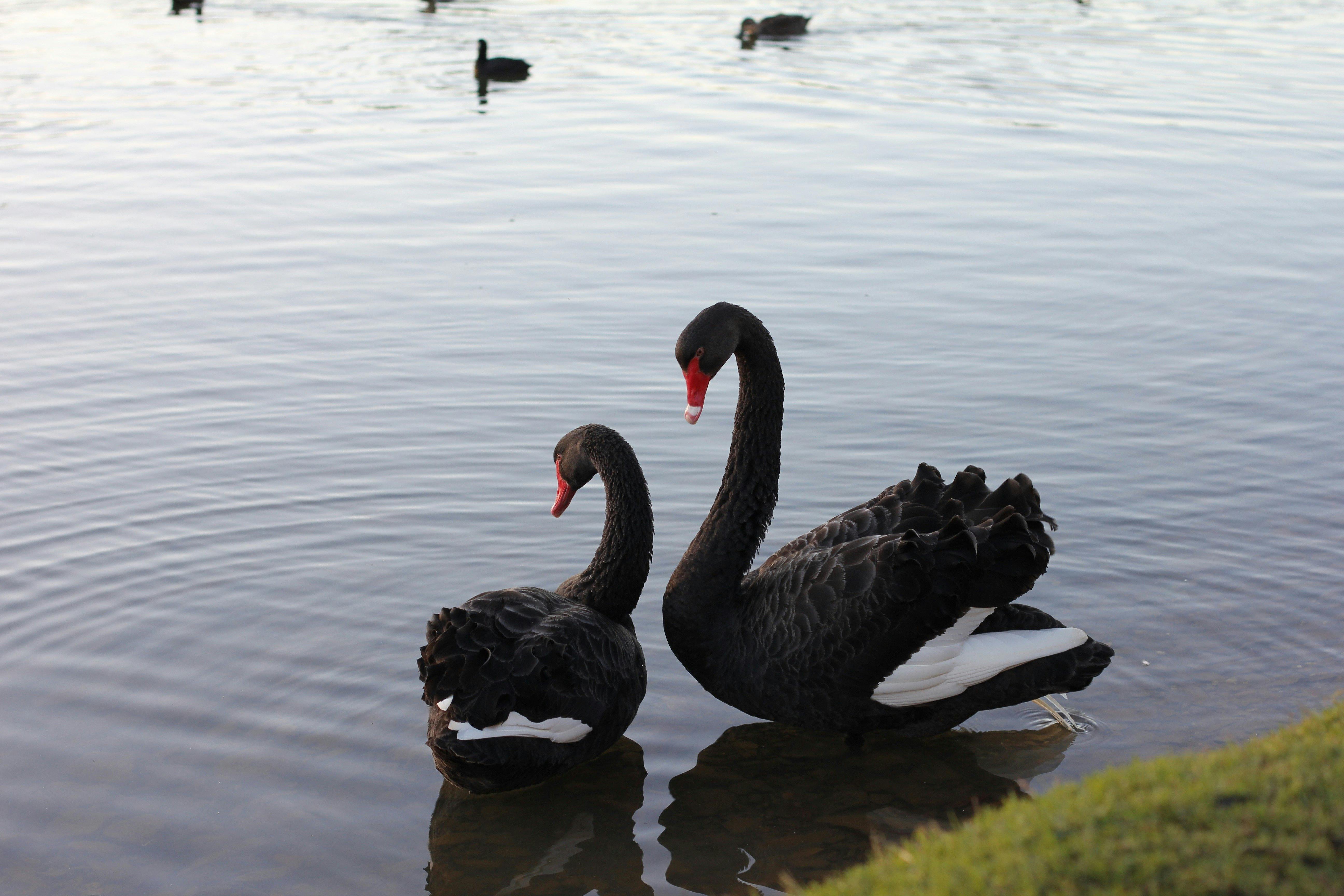 Lake Weeroona