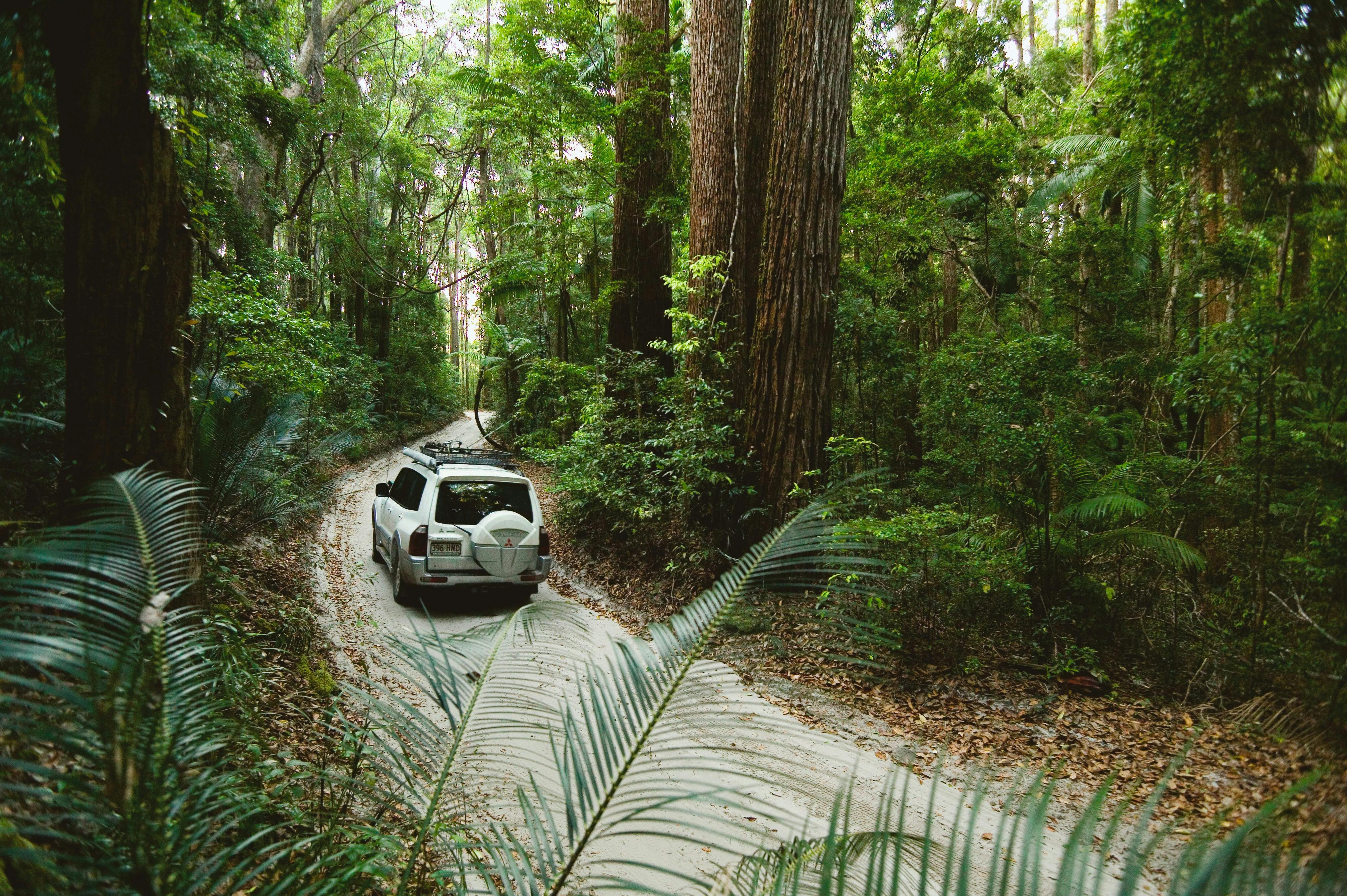 photo showing a 4wd vehicle driving along a sandy road in forest on Fraser Island