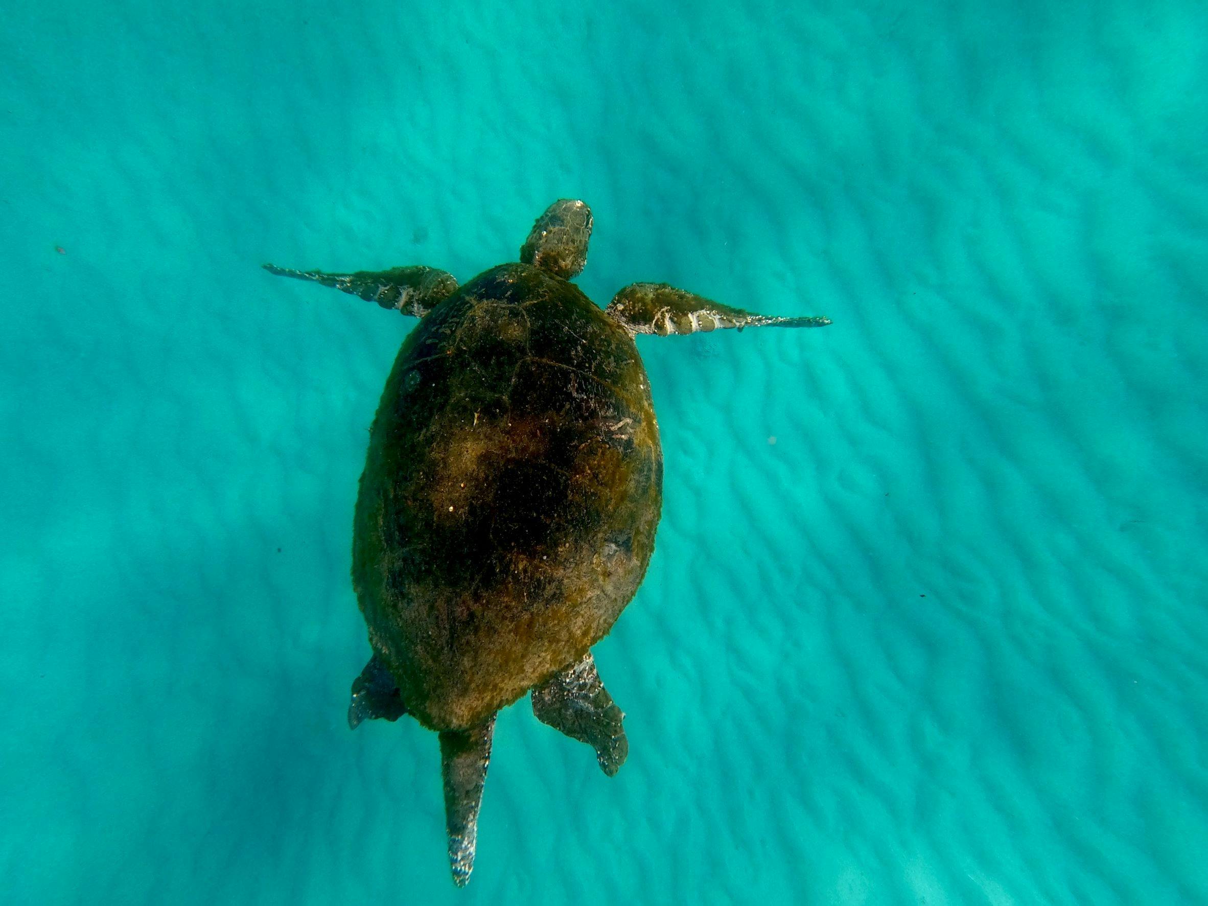 Australian Sunset Safaris Moreton Island Get Wrecked 1 Day Tour