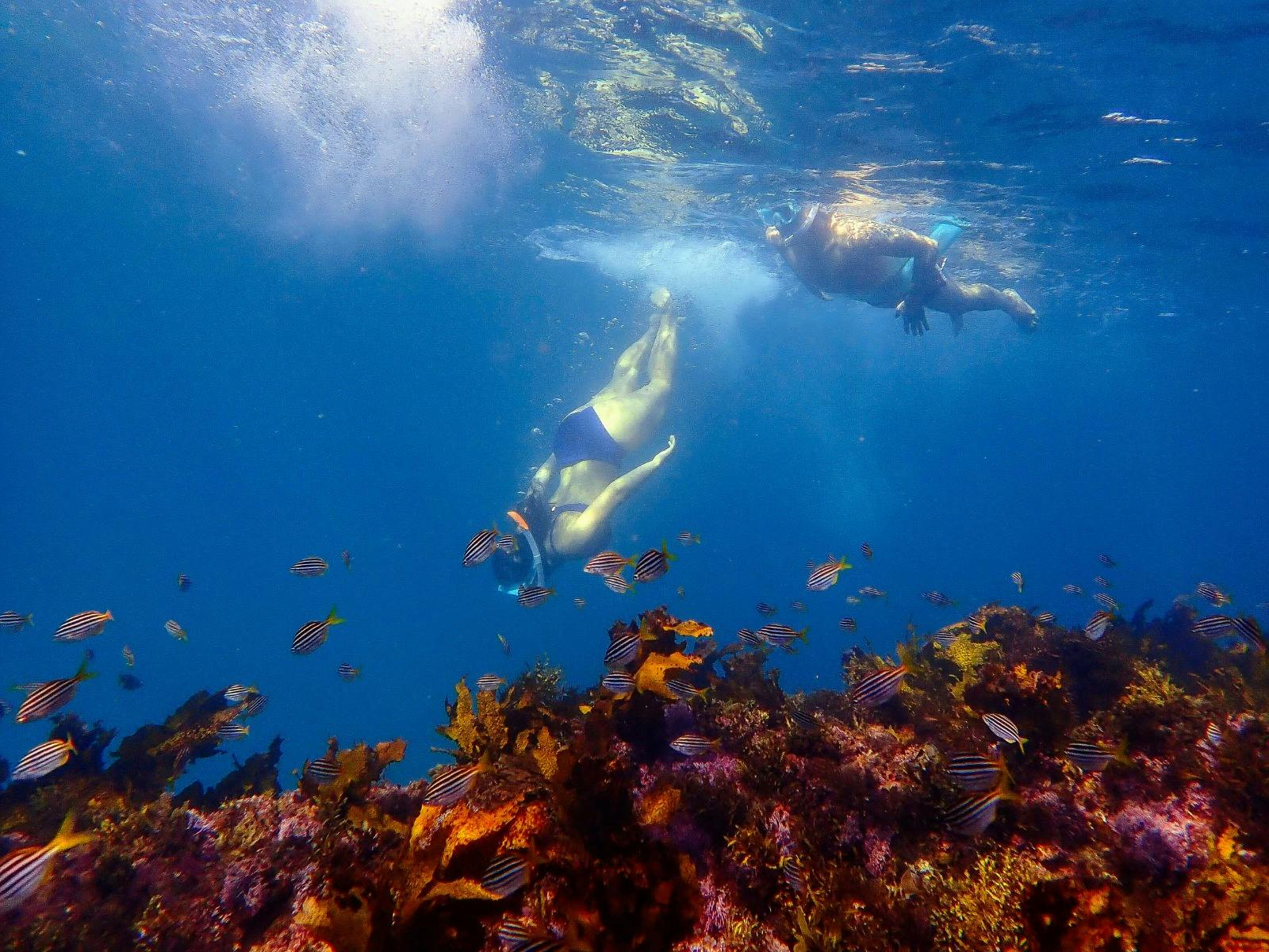 One snorkeller dives toward the reef and fish while another floats and watches from above