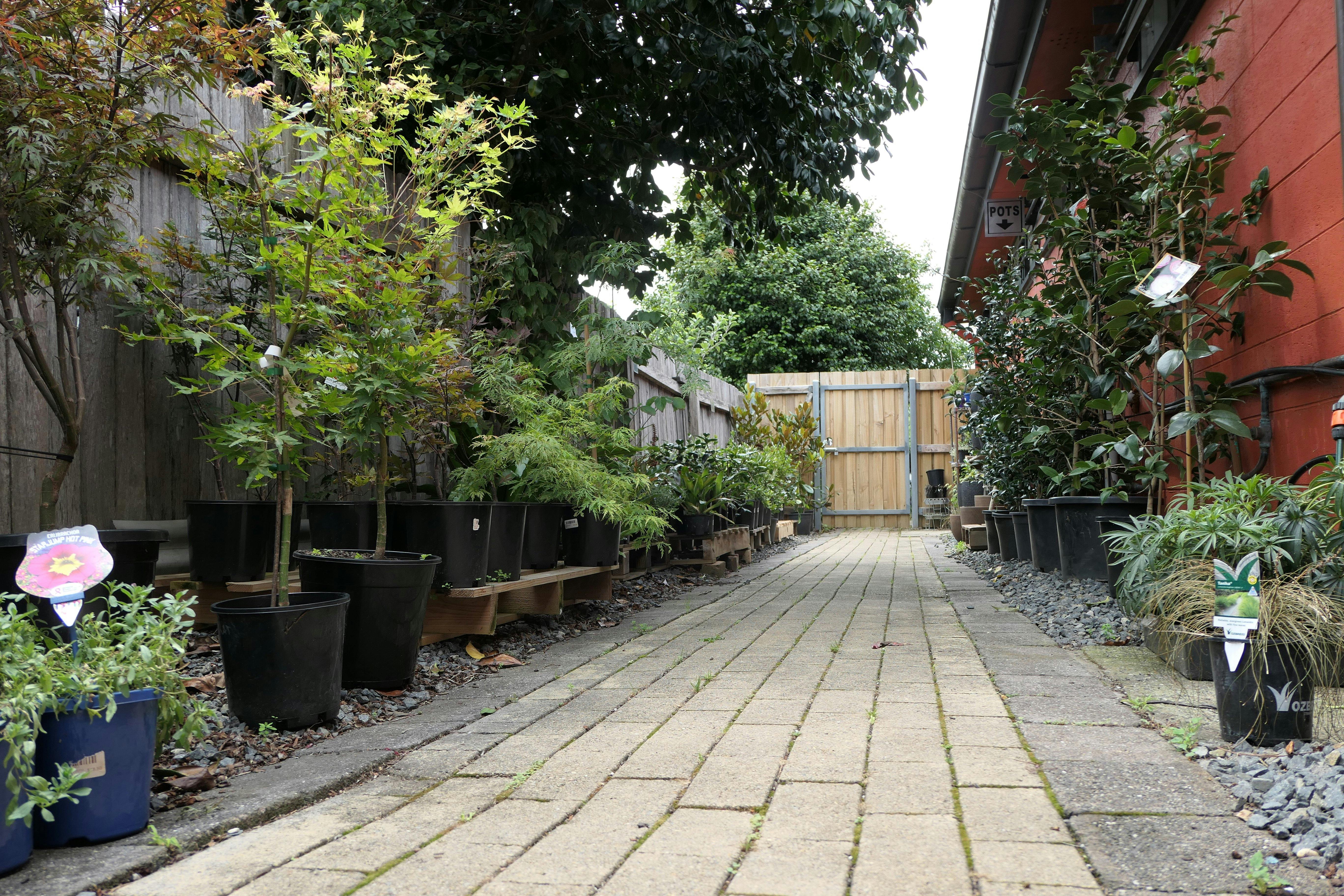 戶外植物和樹木