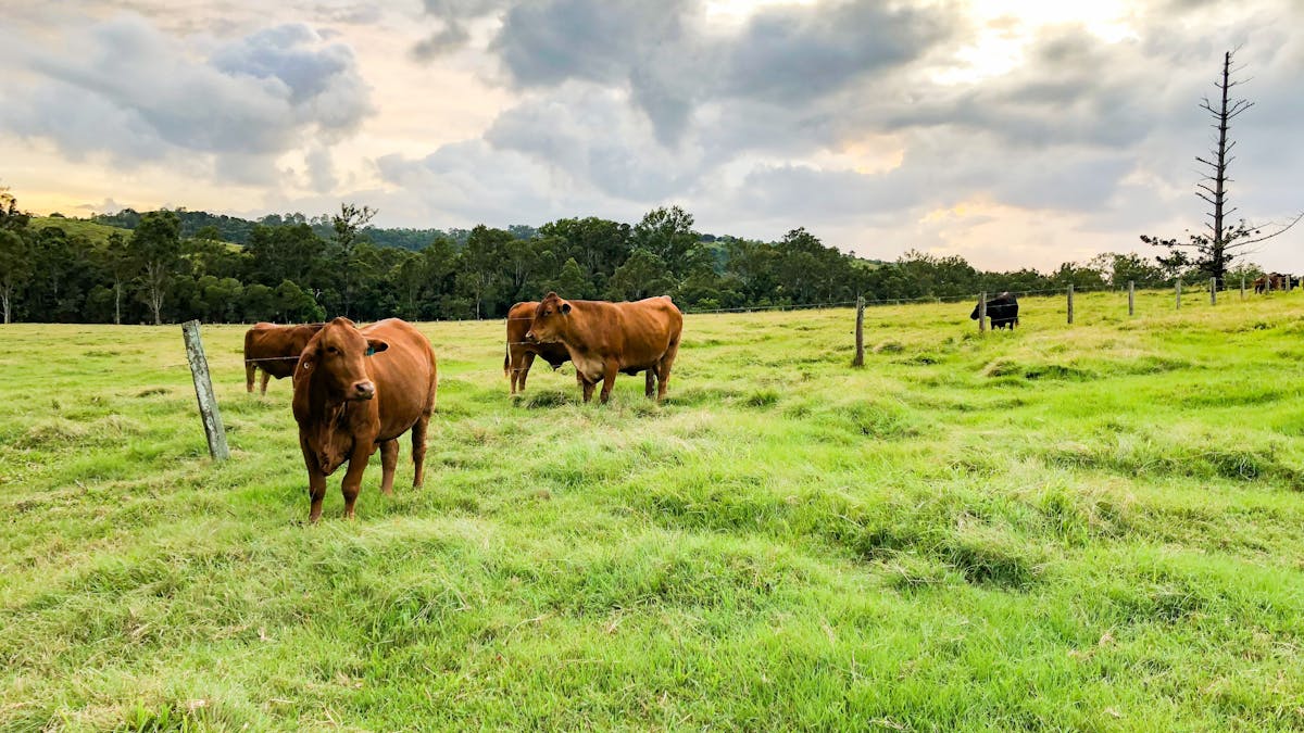 Farm Animals Farm Animals