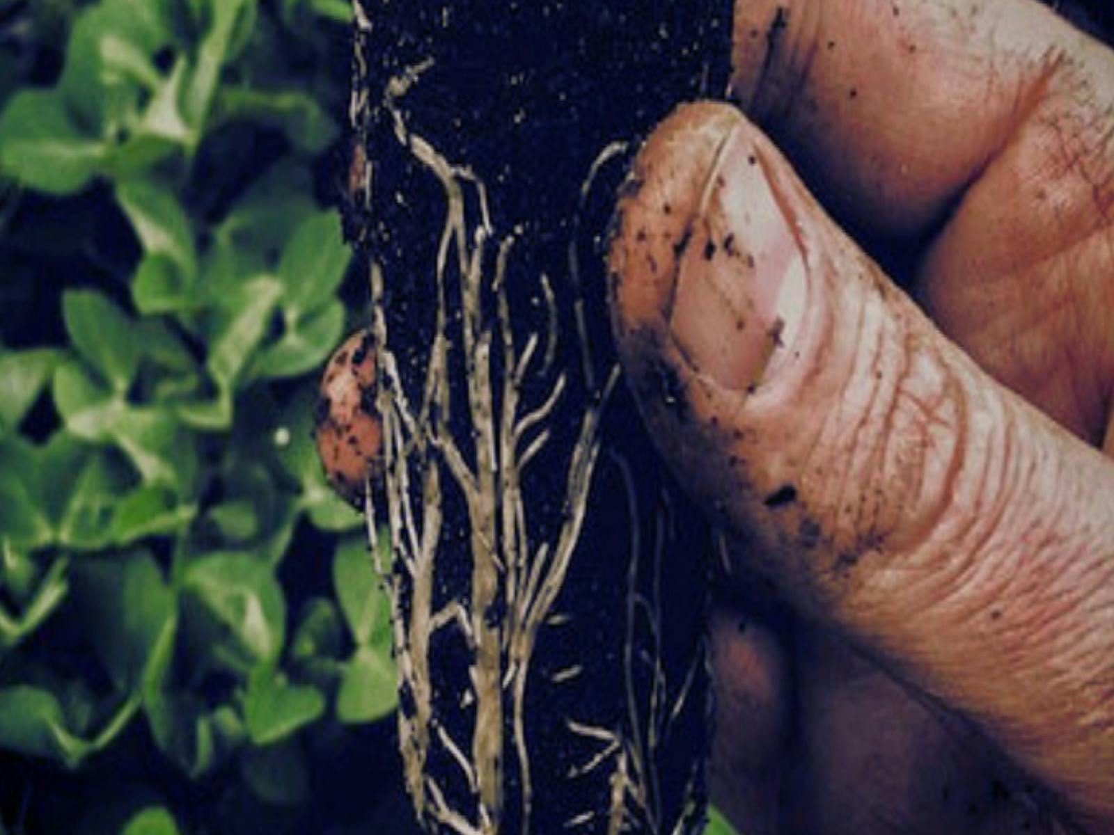Permaculture Gardening