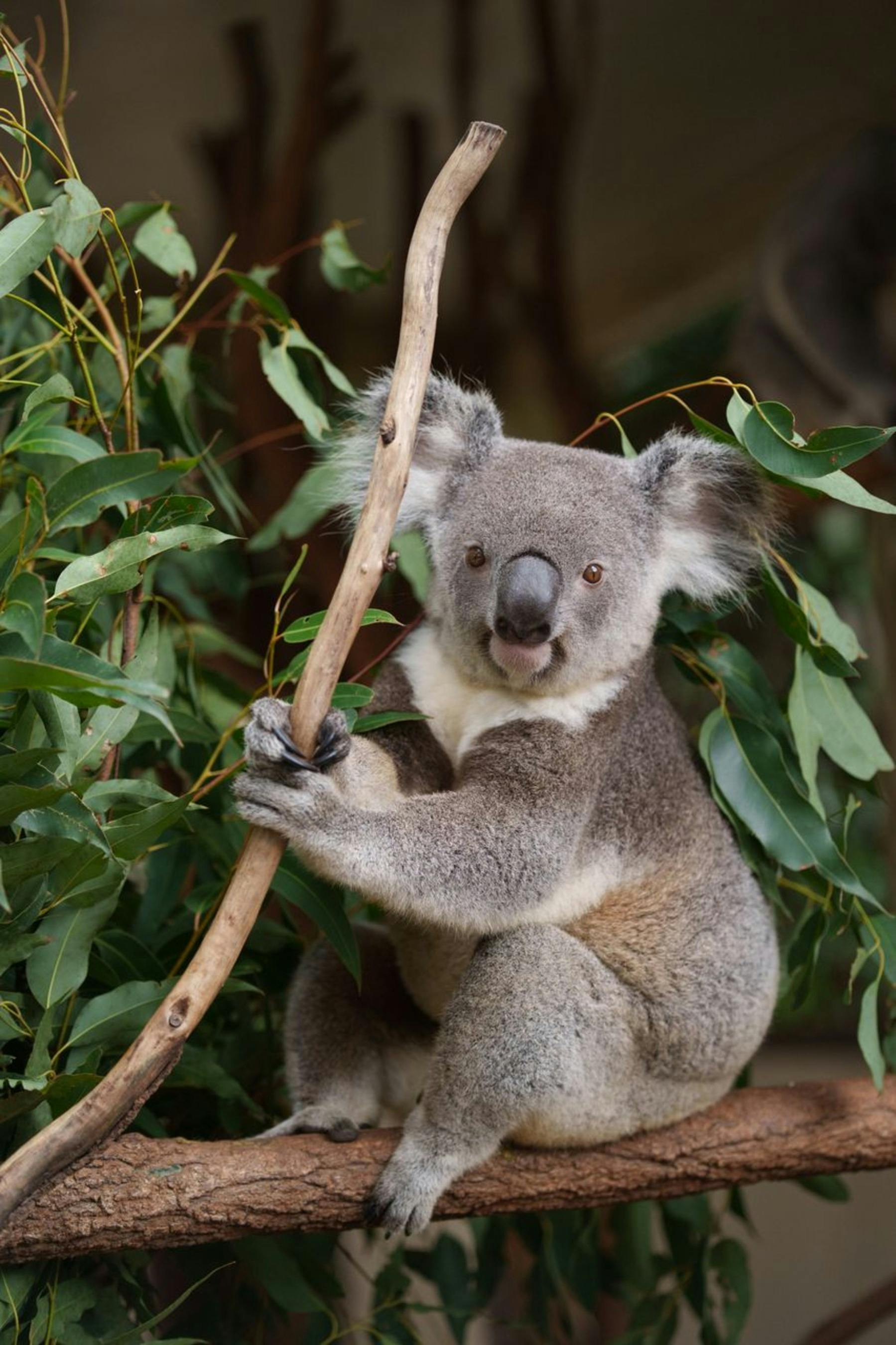 Adorable Koala @ Lone Pine Koala Sanctuary