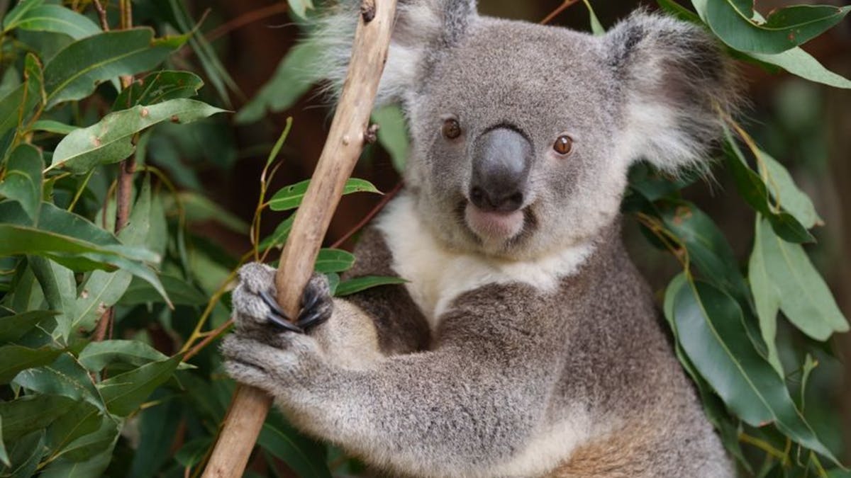 Adorable Koala @ Lone Pine Koala Sanctuary