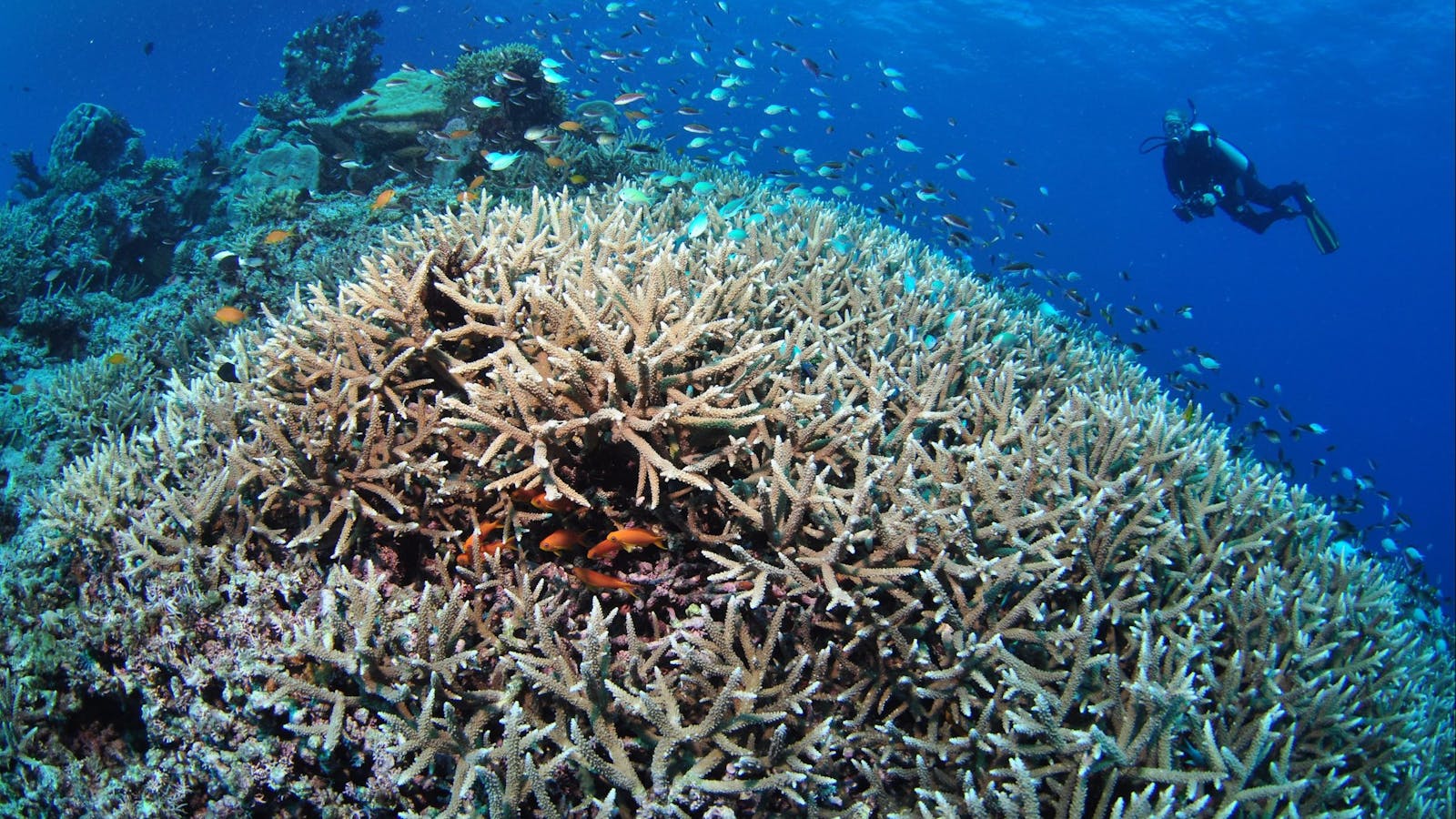 Lodestone Reef