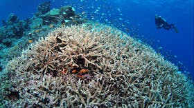 Lodestone Reef