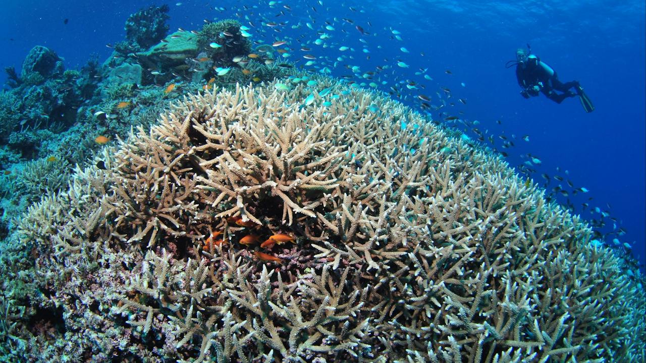 Lodestone Reef