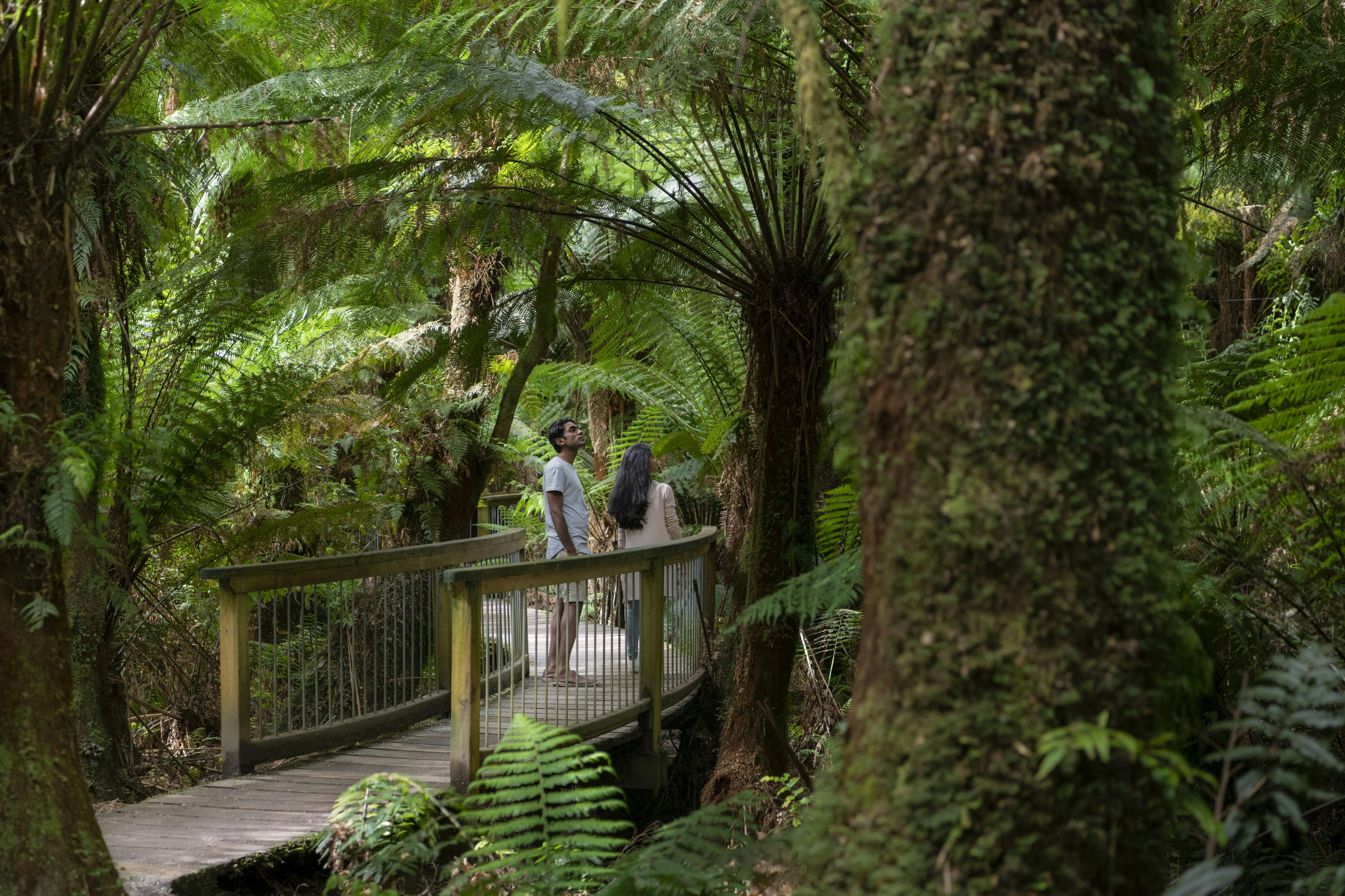 Great Ocean Road, Otway Maits Rest, Mark Watson