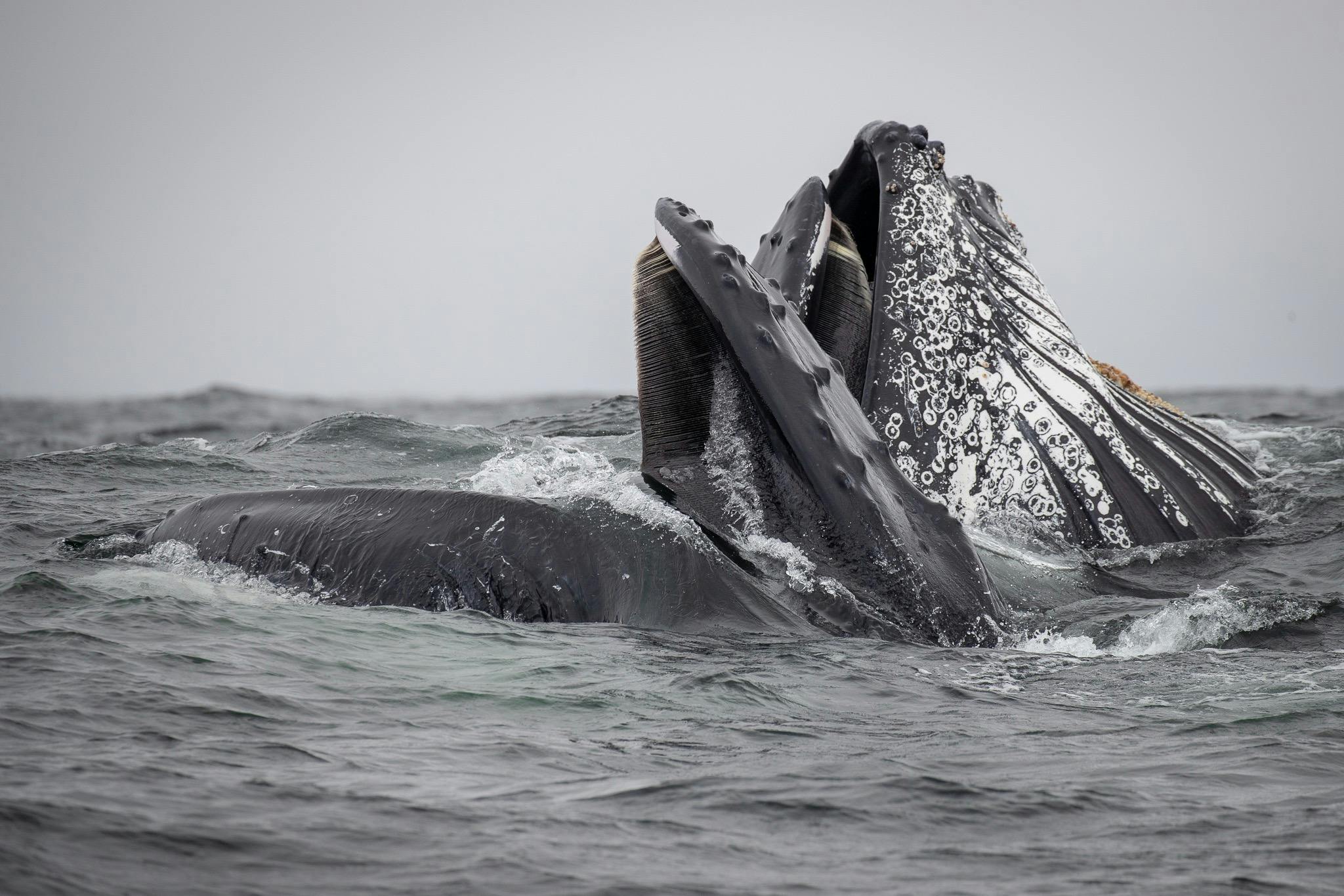 Feeding whales Merimbula Whale Watching. Merimbula boat tour. Whale watching Merimbula