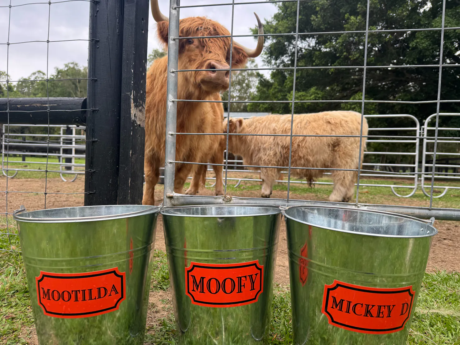 Buckets of feed with 2 highland cows in the back ground