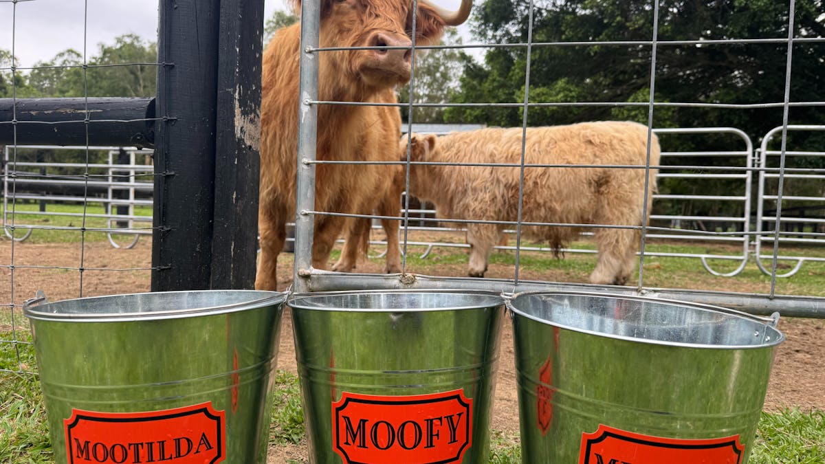 Buckets of feed with 2 highland cows in the back ground