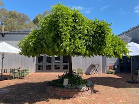 McLaren Vale Cellar Door Tree Trail