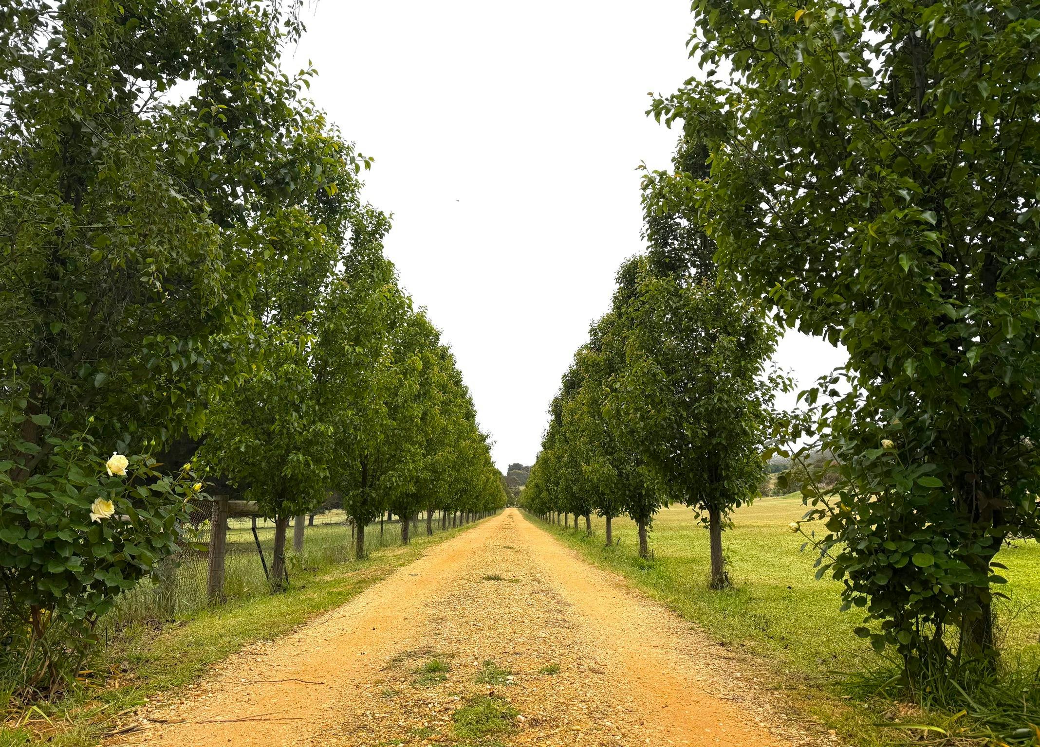 Open Gardens Victoria - La Colline, avenue of pear trees