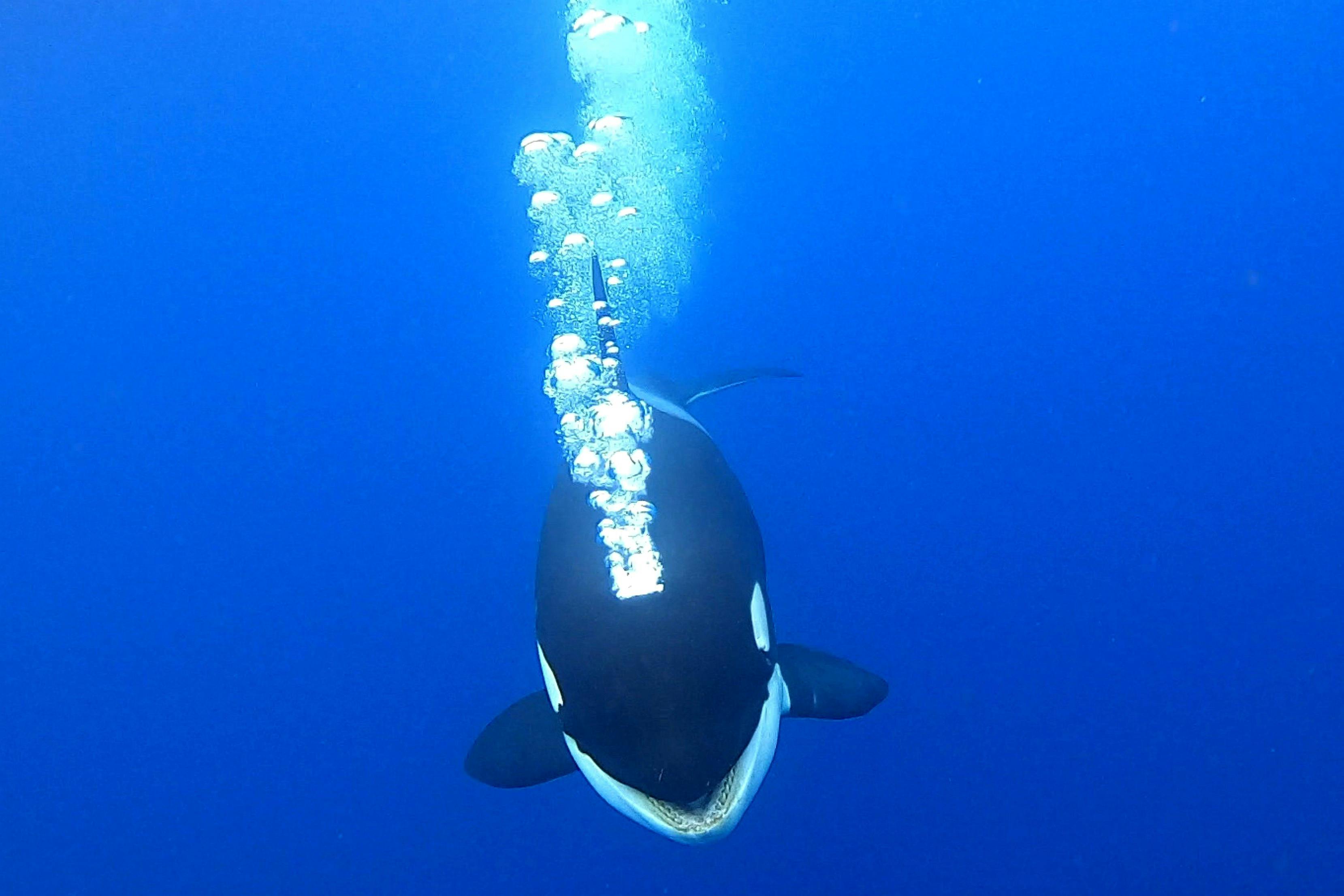 Whale Watch Western Australia