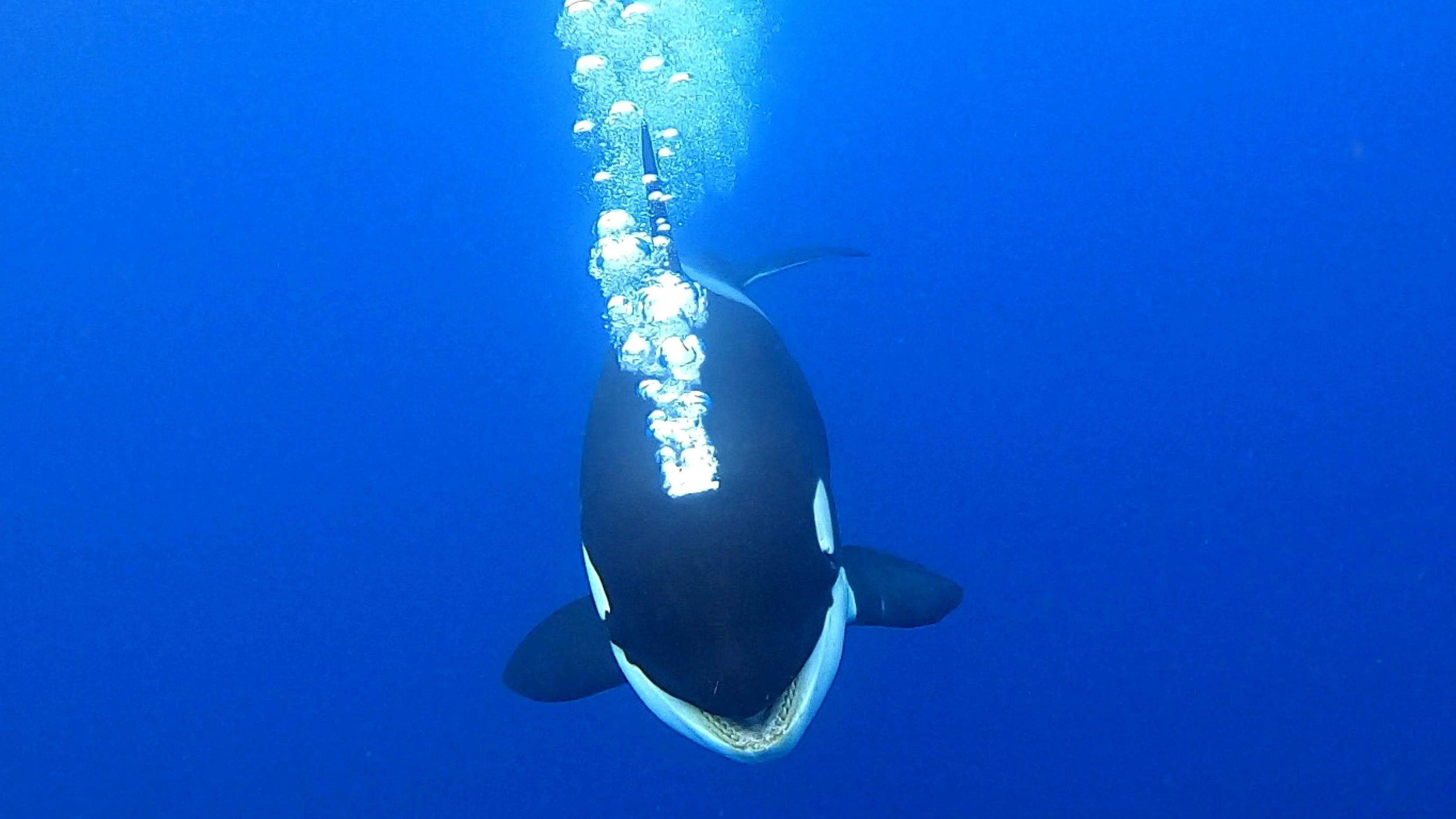 观鲸- Tourism Western Australia