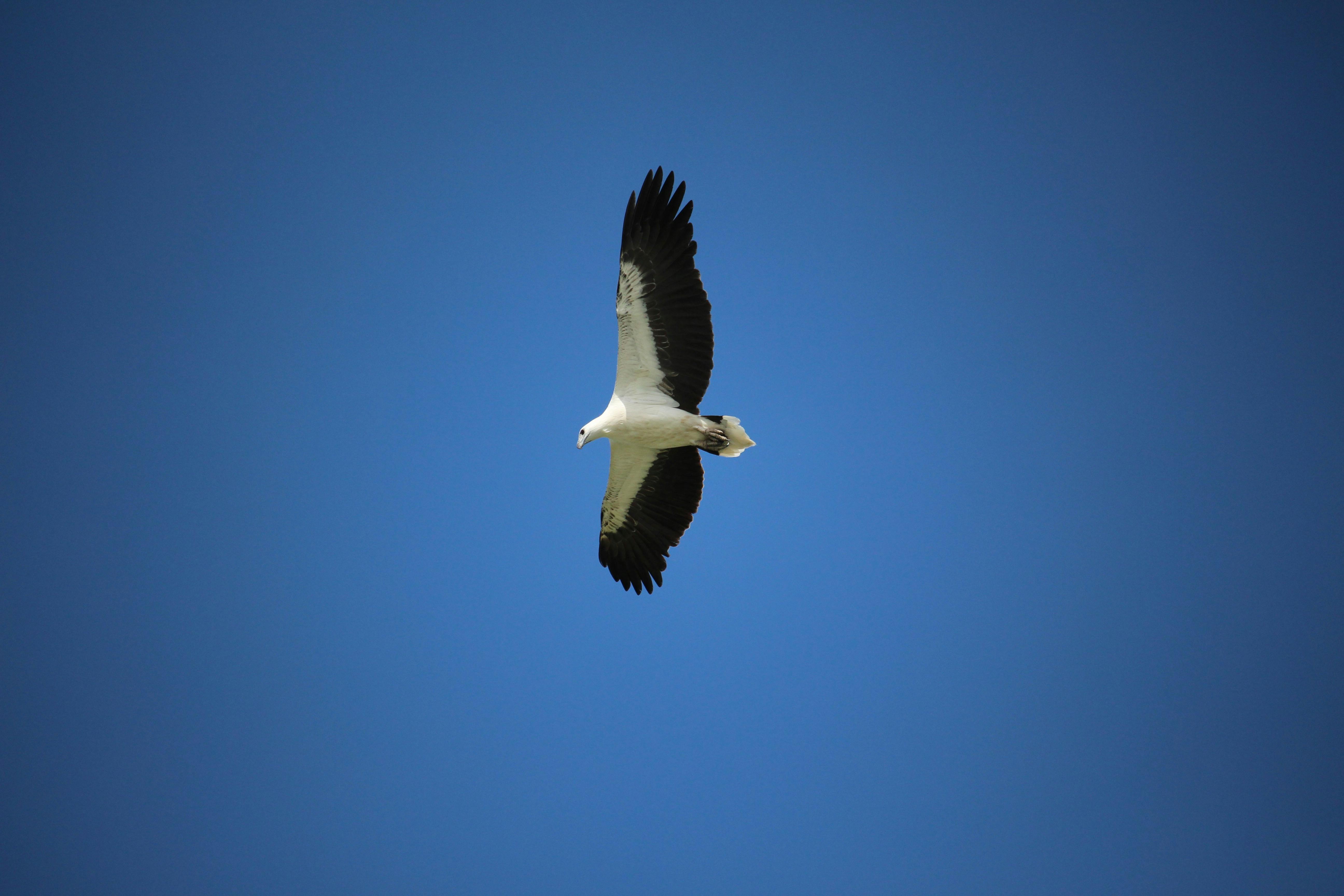 White bellied sea eagle