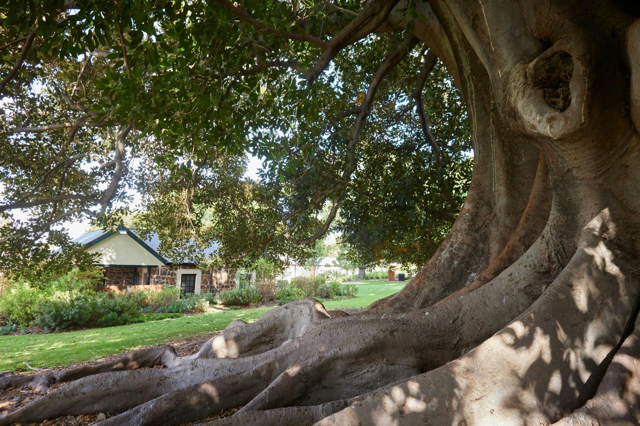 Hardys Winery Moreton Bay Fig Tree