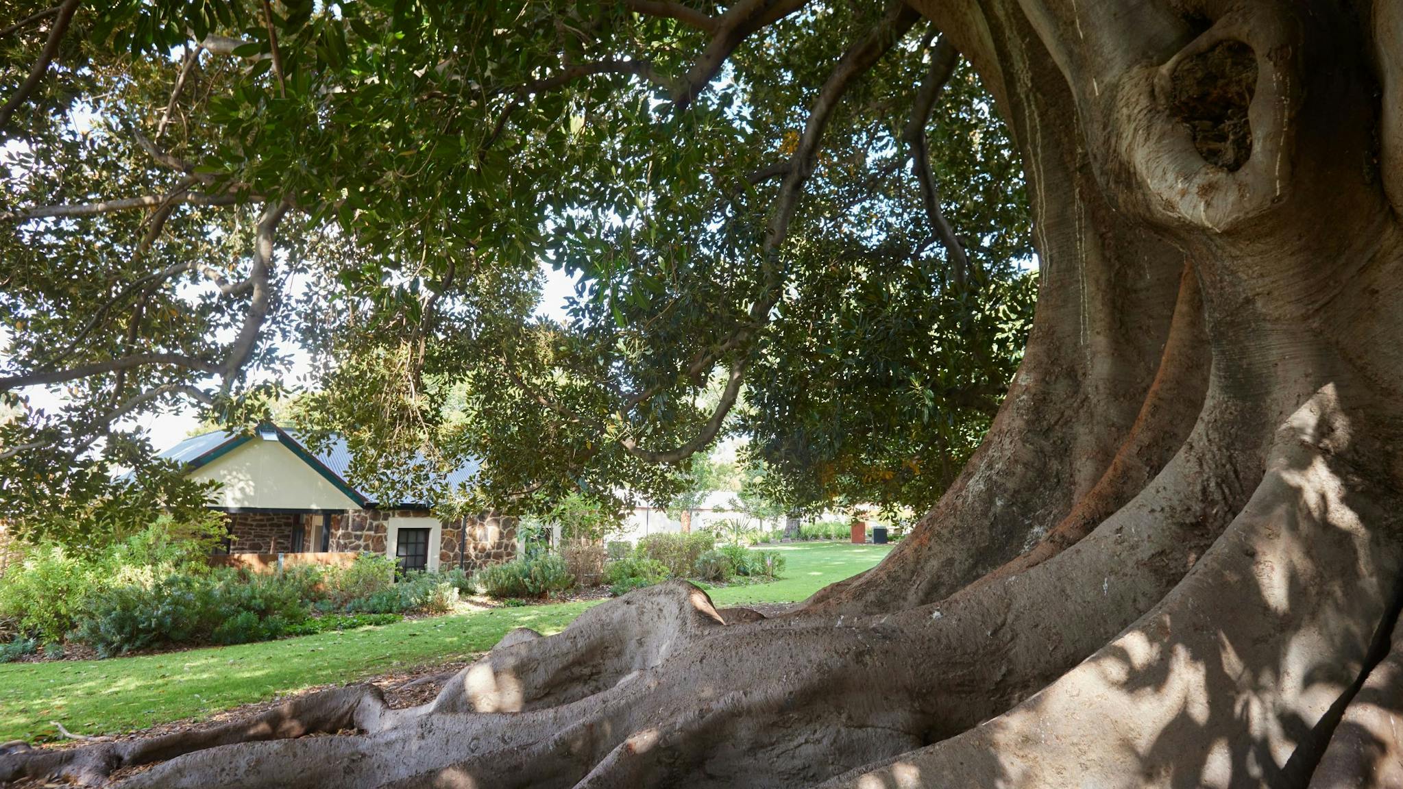 Hardys Winery Moreton Bay Fig Tree