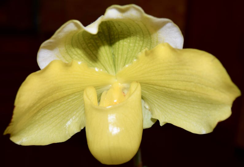 Image of the event 'Southern Orchid Spectacular: Sutherland Basketball Stadium'