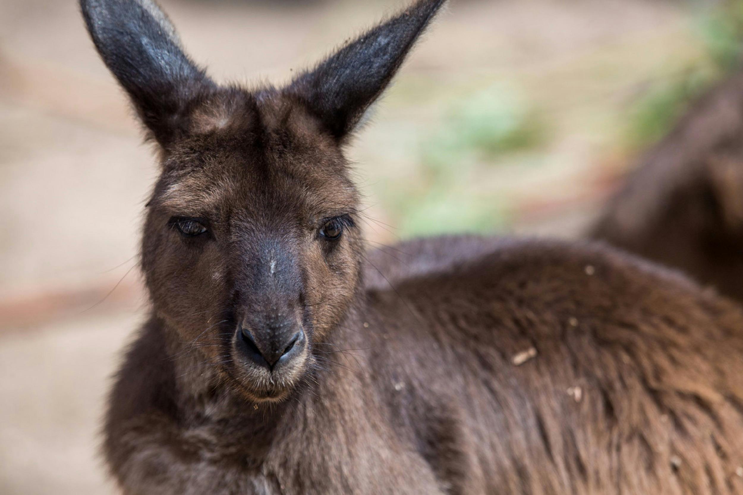 Kangaroo Island Kangaroo