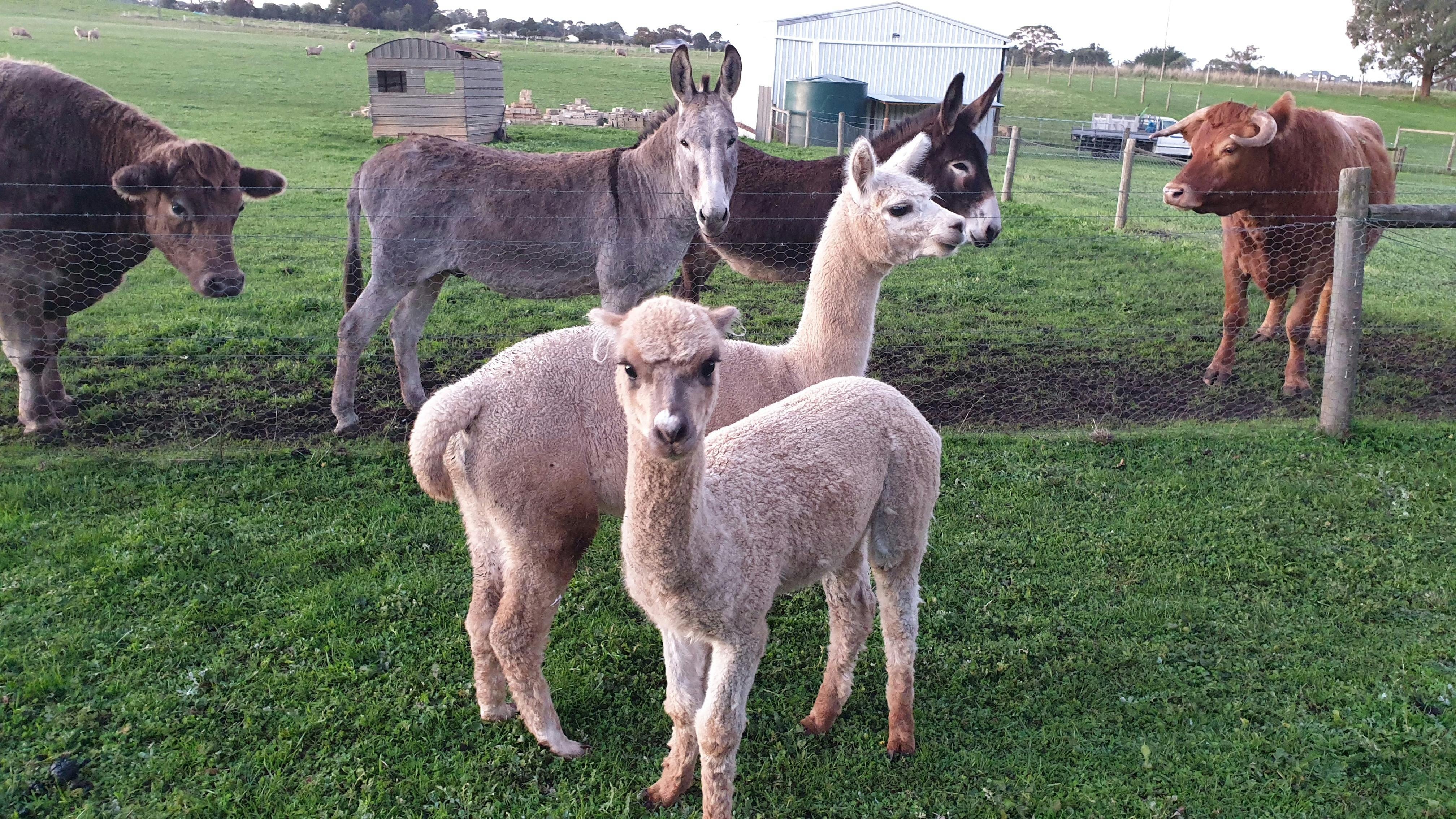 Alpacas