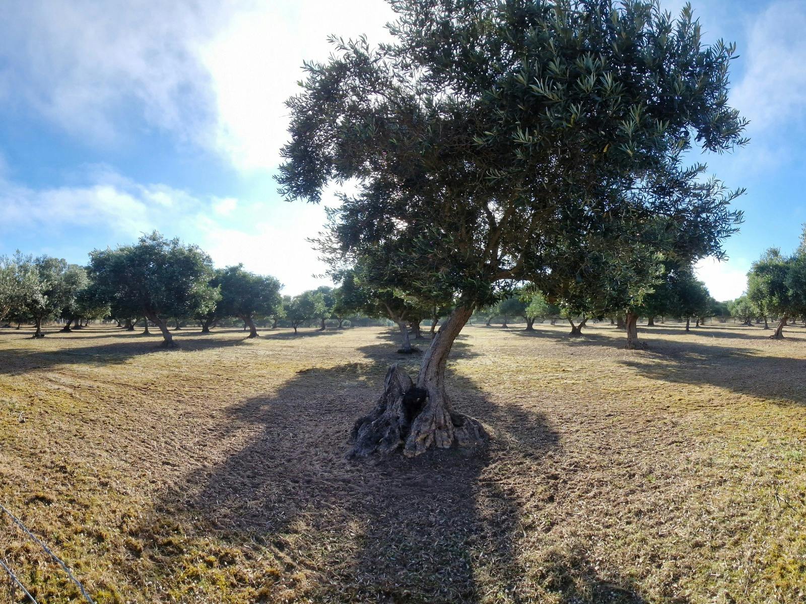 Panoramic pic of the Coonawarra olive grove