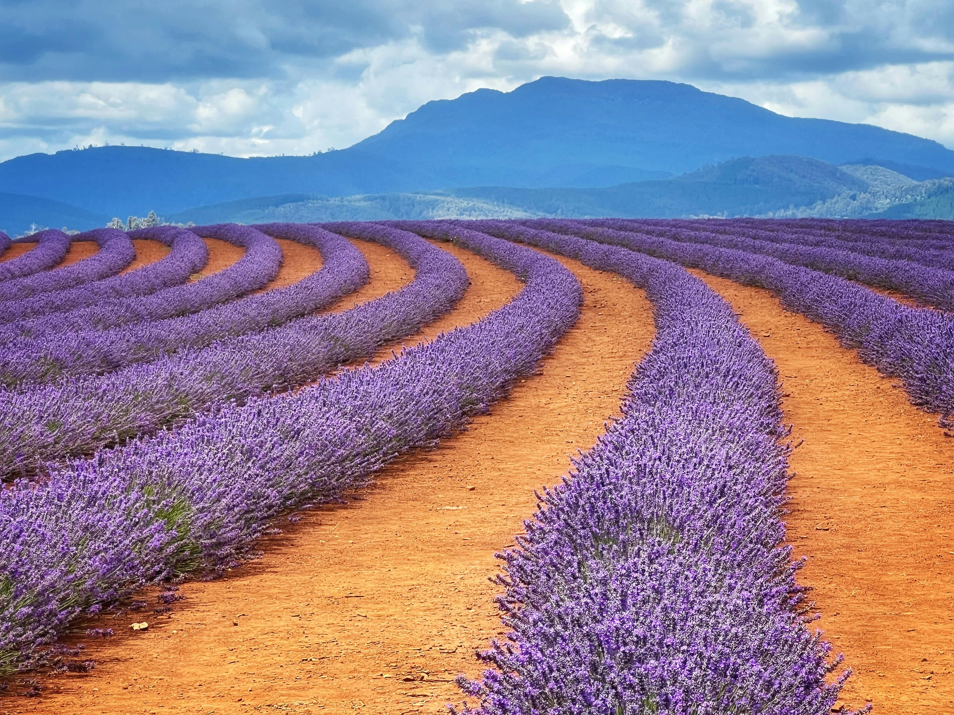 Rows of Lavendar at Bridestowe Lavendar Farm