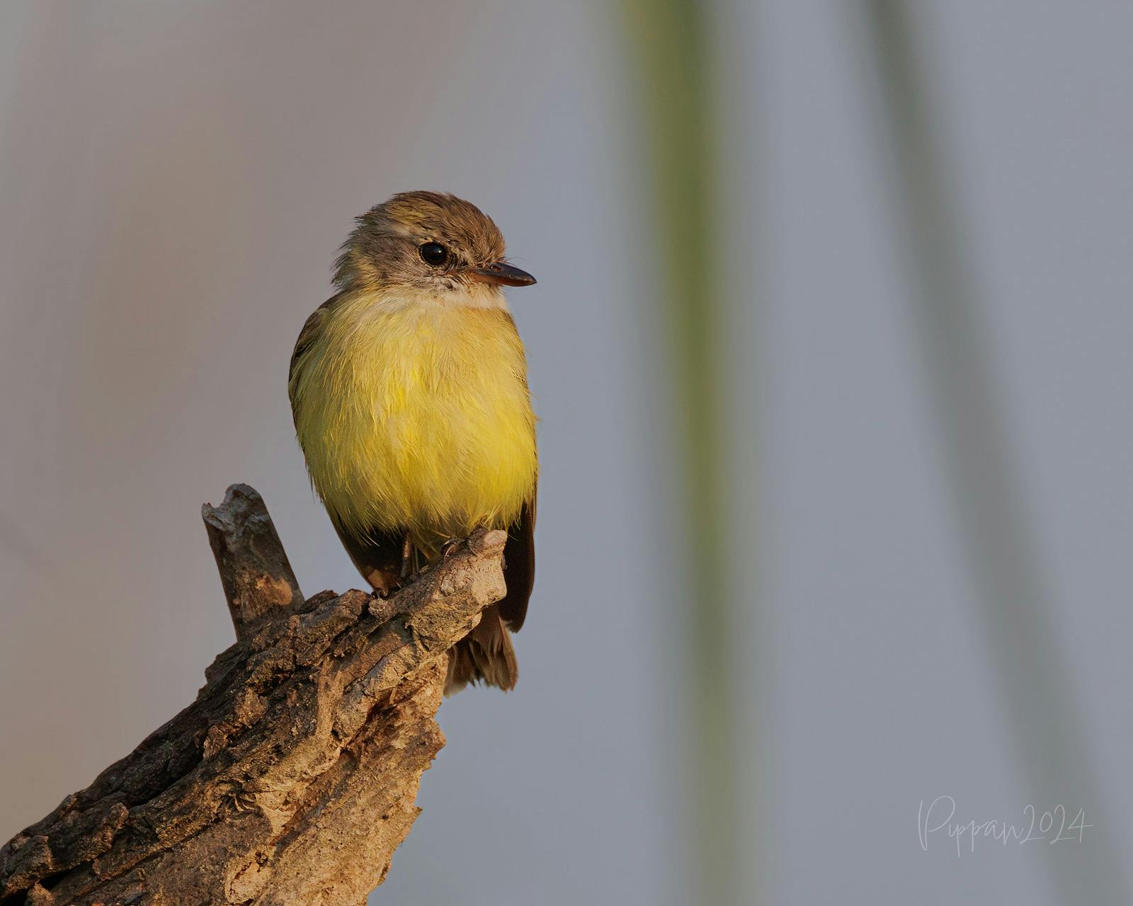 Lemon-bellied Flyrobin, Microeca flavigaster, at Corroboree Billabong, Northern Territory
