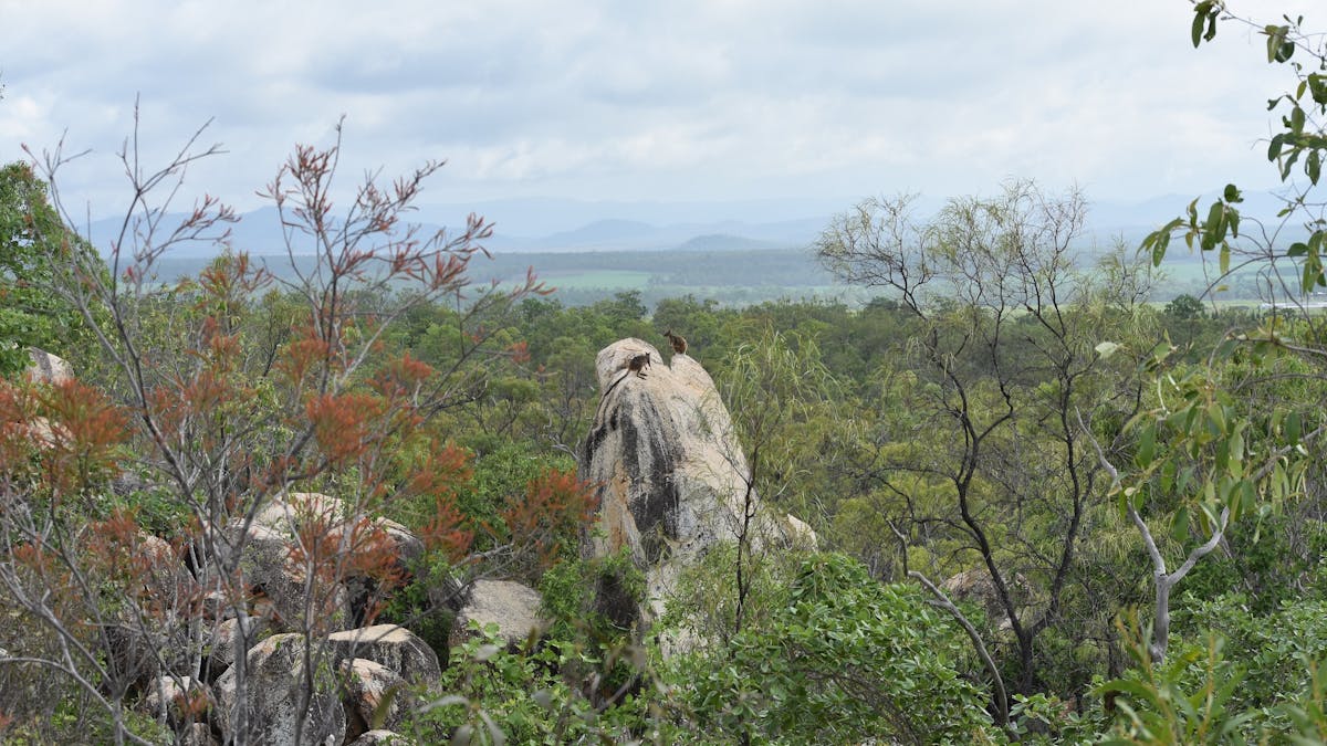 Rock Wallabies high on a rocky out-crop looking off into the horizon