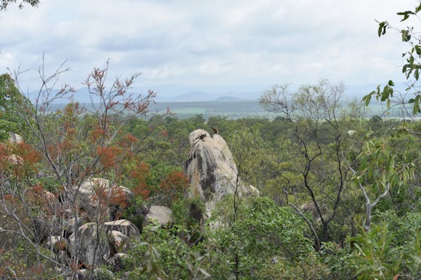 Rock Wallabies high on a rocky out-crop looking off into the horizon