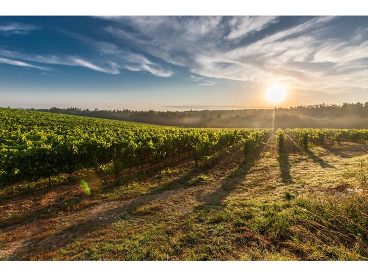 Southern Highlands Wine Tours Highlands Chauffeured Hire Cars