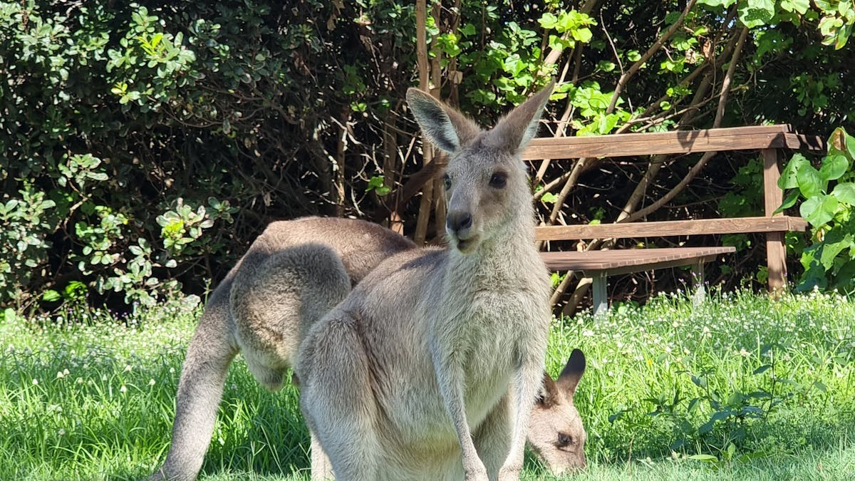 Kangaroo with a joey in the pouch standing in a shaded bush area on North Stradbroke Island.